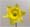Narzissen category icon/image